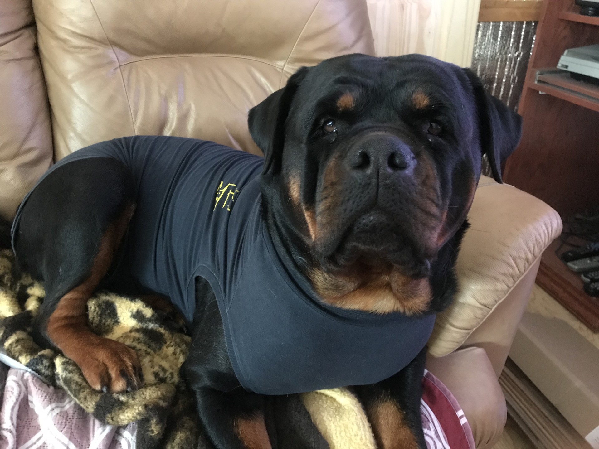 
 

Le Rottweiler serbe
Le Rottweiler serbe provient de lign&eacute;es d&eacute;velopp&eacute;es en Serbie, o&ugrave; la s&eacute;lection met fortement l&rsquo;accent sur la puissance physique, la masse osseuse et l&rsquo;instinct de protection. Ces rottweilers se distinguent souvent par une ossature tr&egrave;s solide, une musculature imposante et une pr&eacute;sence marqu&eacute;e.

Reconnu pour son caract&egrave;re s&ucirc;r de lui, courageux et vigilant, le rottweiler serbe est g&eacute;n&eacute;ralement plus dominant et affirm&eacute;, ce qui en fait un chien particuli&egrave;rement adapt&eacute; &agrave; la garde et &agrave; la protection. Bien encadr&eacute;, il demeure loyal, stable et tr&egrave;s attach&eacute; &agrave; son ma&icirc;tre.

Comme toutes les lign&eacute;es puissantes, le rottweiler serbe n&eacute;cessite une &eacute;ducation ferme, coh&eacute;rente et responsable, ainsi qu&rsquo;une bonne socialisation d&egrave;s le plus jeune &acirc;ge. Il convient davantage &agrave; des propri&eacute;taires exp&eacute;riment&eacute;s, capables de r&eacute;pondre &agrave; ses besoins physiques et mentaux.

Bien &eacute;lev&eacute;, le rottweiler serbe devient un chien fiable, &eacute;quilibr&eacute; et dissuasif, offrant une excellente combinaison de for