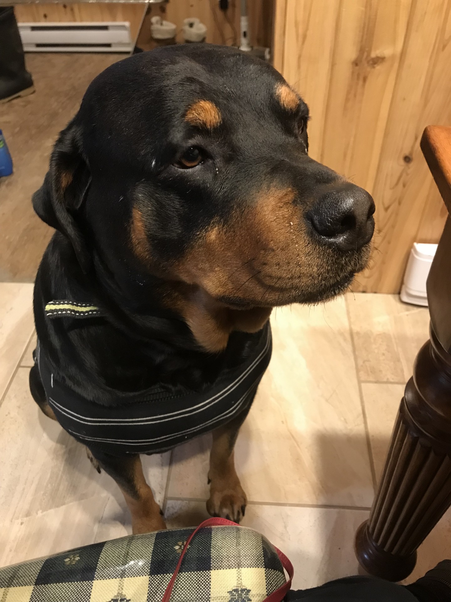 Nayka est une femelle Rottweiler issue de sa m&egrave;re Jolly, une chienne reconnue pour son intelligence exceptionnelle, son &eacute;quilibre et son instinct maternel tr&egrave;s d&eacute;velopp&eacute;. Nayka porte clairement cette g&eacute;n&eacute;tique solide, qui se refl&egrave;te d&eacute;j&agrave; dans son comportement et son temp&eacute;rament.

Elle d&eacute;montre un caract&egrave;re &eacute;veill&eacute;, curieux et confiant, avec une grande capacit&eacute; d&rsquo;observation et de compr&eacute;hension, traits h&eacute;rit&eacute;s directement de Jolly. Nayka est enjou&eacute;e et active, tout en restant pos&eacute;e et stable dans ses r&eacute;actions.

Son instinct de garde est naturel et sain : elle est attentive &agrave; son environnement, protectrice sans agressivit&eacute;, et r&eacute;agit avec discernement. Cette stabilit&eacute; comportementale est typique de la lign&eacute;e de sa m&egrave;re.

Sur le plan maternel et social, Nayka pr&eacute;sente d&eacute;j&agrave; un fort instinct de protection envers les autres chiots. Elle cherche parfois &agrave; prendre les chiots pour les d&eacute;placer dans son enclos, un comportement directement li&eacute; &agrave; la g&eacute;n&eacute;tique tr&egrave;s maternelle de Jolly. Cela r&eacute;v&egrave;le